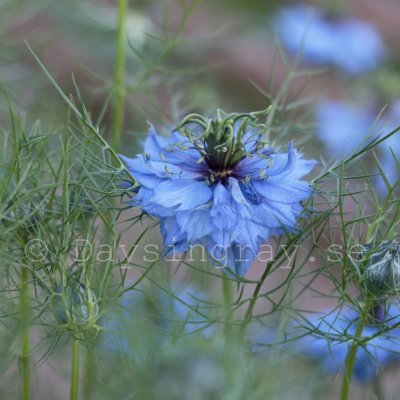 Zoom bild av Jungfrun i det gröna Nigella damascena Miss Jekyll Skyblue