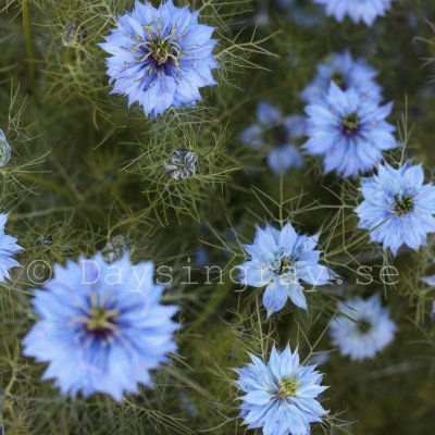 Zoom bild av Jungfrun i det gröna Nigella damascena Miss Jekyll Skyblue
