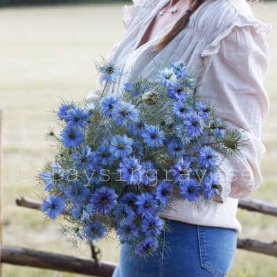 Zoom bild av Jungfrun i det gröna Nigella damascena Miss Jekyll Skyblue
