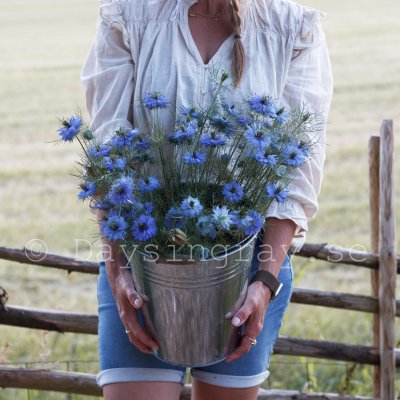Zoom bild av Jungfrun i det gröna Nigella damascena Miss Jekyll Skyblue
