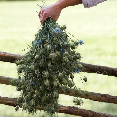Zoom bild av Jungfrun i det gröna Nigella damascena Miss Jekyll Skyblue