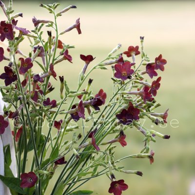 Klocktobak - Nicotiana langsdorfii Bronze queen