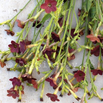 Klocktobak - Nicotiana langsdorfii Bronze queen