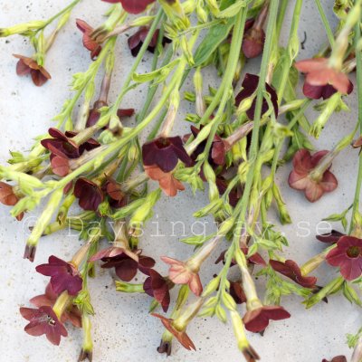 Klocktobak - Nicotiana langsdorfii Bronze queen
