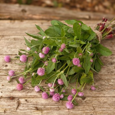 Zoom image of Globe Amaranth Gomphrena globosa Lavender Lady