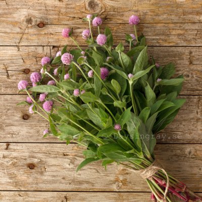 Zoom image of Globe Amaranth Gomphrena globosa Lavender Lady