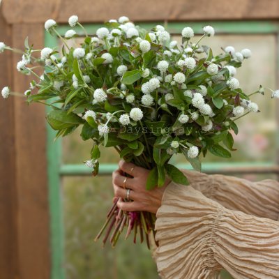 Zoom image of Globe Amaranth Gomphrena globosa Qis white