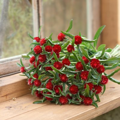 Zoom image of Globe Amaranth Gomphrena haageana Strawberry Fair