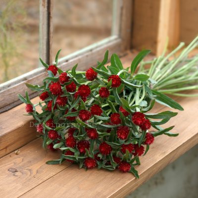 Zoom image of Globe Amaranth Gomphrena haageana Strawberry Fair