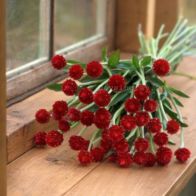 Zoom image of Globe Amaranth Gomphrena haageana Strawberry Fair