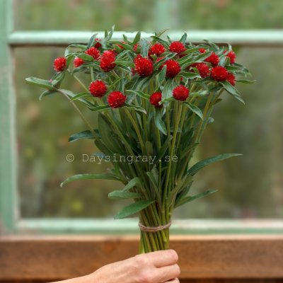 Zoom image of Globe Amaranth Gomphrena haageana Strawberry Fair