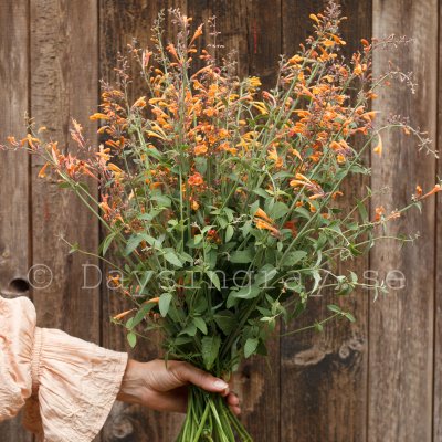Zoom bild av Kolibrimynta Agastache aurantiaca Navajo Sunset