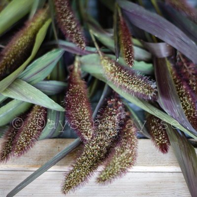 Kolvhirs Setaria italica Red Jewel