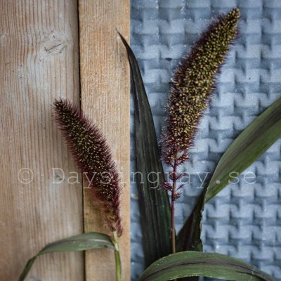 Kolvhirs Setaria italica Red Jewel