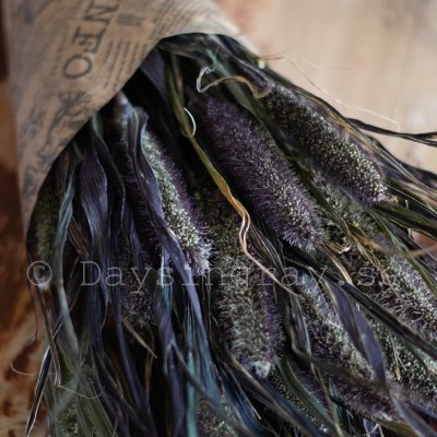 Kolvhirs Setaria italica Red Jewel