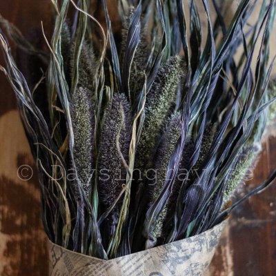 Kolvhirs Setaria italica Red Jewel