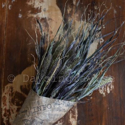 Kolvhirs Setaria italica Red Jewel