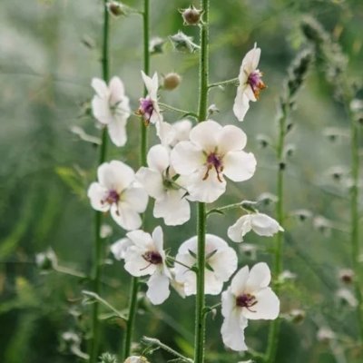 Zoom bild av Kungsljus Verbascum blattaria f. albiflorum White Blush
