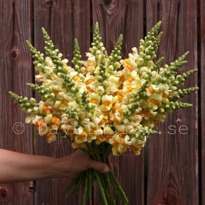 Zoom image of Snapdragon Antirrhinum majus Avignon Apricot II