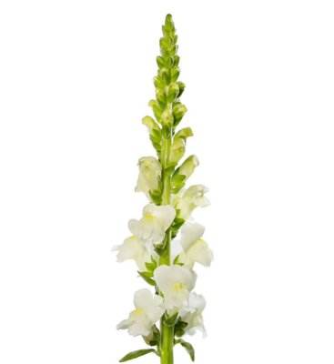 Zoom bild av Lejongap Antirrhinum majus Avignon Ivory II