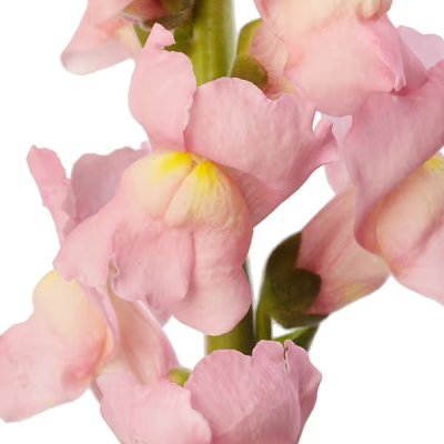 Zoom bild av Lejongap Antirrhinum majus Cannes Pink II-III
