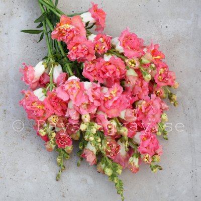 Zoom bild av Lejongap Antirrhinum majus madame butterfly bronze/white