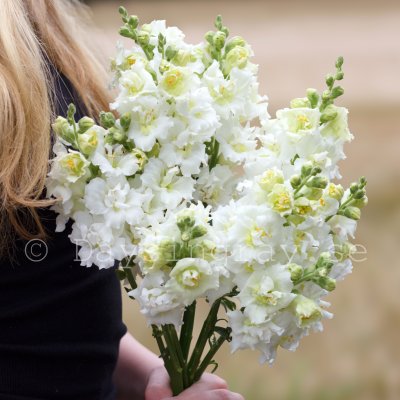 Snapdragon Antirrhinum majus madame butterfly ivory Lejongap