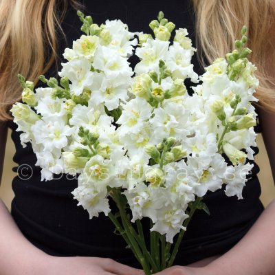 Snapdragon Antirrhinum majus madame butterfly ivory Lejongap