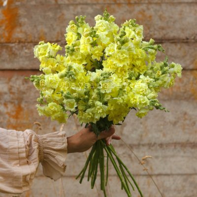 Zoom bild av Lejongap Antirrhinum majus Madame Butterfly Yellow