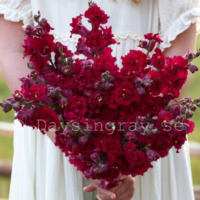Zoom bild av Lejongap Antirrhinum Majus Madame Butterfly Red