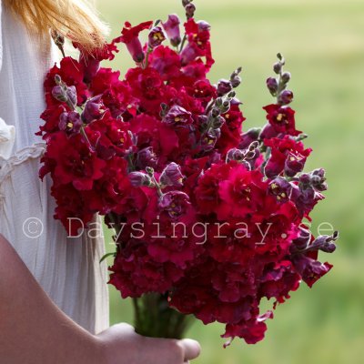 Snapdragon Antirrhinum Majus Madame Butterfly Red