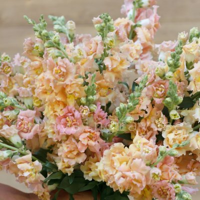 Lejongap Antirrhinum majus SNAPSTAR CHAMPAGNE