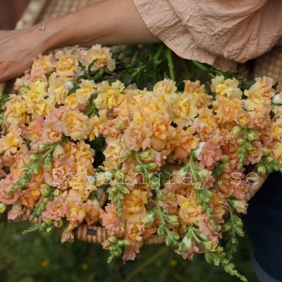 Lejongap Antirrhinum majus SNAPSTAR CHAMPAGNE