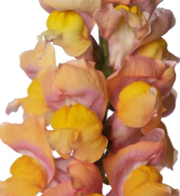 Zoom bild av Lejongap Antirrhinum majus Toulon Apricot V