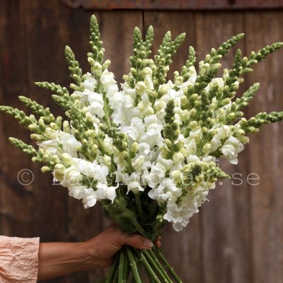Snapstar Antirrhinum majus Toulon White