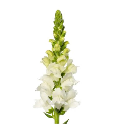 Lejongap Antirrhinum majus Toulon White