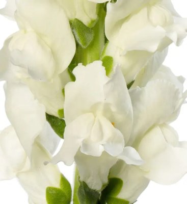 Lejongap Antirrhinum majus Toulon White