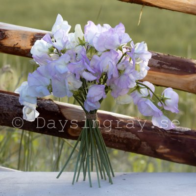 Zoom bild av Luktärt spencer arthur hellyer