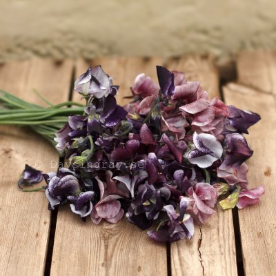 Zoom bild av Luktärt Lathyrus odoratus Spencer Nimbus