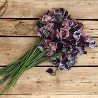 Zoom bild av Luktärt Lathyrus odoratus Spencer Nimbus