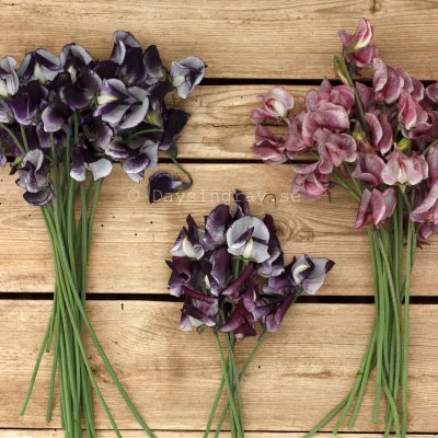 Zoom bild av Luktärt Lathyrus odoratus Spencer Nimbus