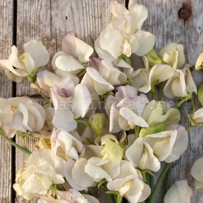 Zoom bild av Luktärt Lathyrus odoratus Old times