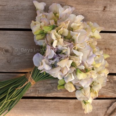 Zoom bild av Luktärt Lathyrus odoratus Old times