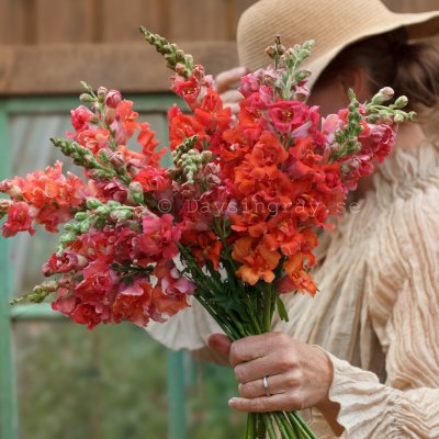 Zoom bild av Lejongap Antirrhinum majus madame butterfly bronzeLejongap Antirrhinum majus madame butterfly bronze