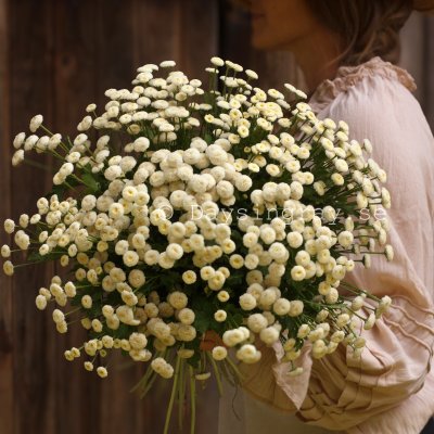 Zoom bild av Mattram Tanacetum parthenium Baya
