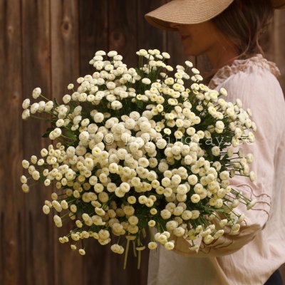 Zoom bild av Mattram Tanacetum parthenium Baya