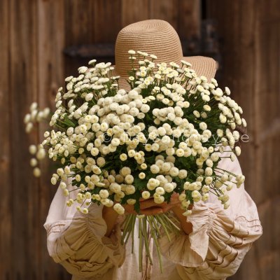 Zoom bild av Mattram Tanacetum parthenium Baya