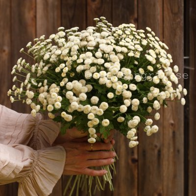 Zoom bild av Mattram Tanacetum parthenium Baya