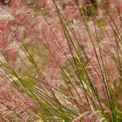 Zoom bild av Rosa muhlygräs - Muhlenbergia capillaris hort. "Ruby"