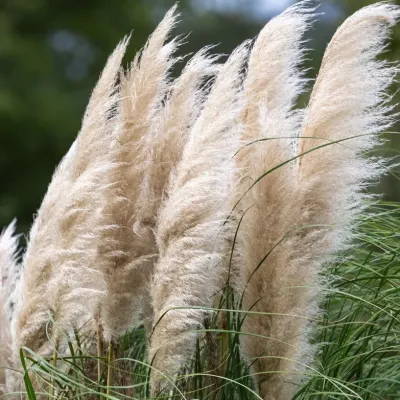 Zoom bild av Pampasgräs Cortaderia selloana White Feathers